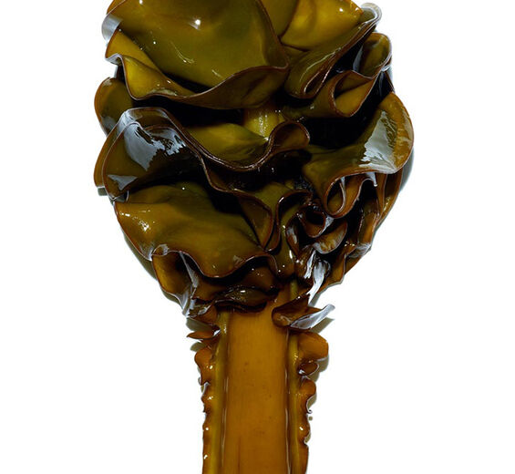 Wakame-Biologischer Wakame-Extrakt-Undaria pinnatifida extract