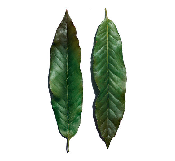 Huang qi-Huang qi-Extrakt-Engelhardtia chrysolepis leaf extract