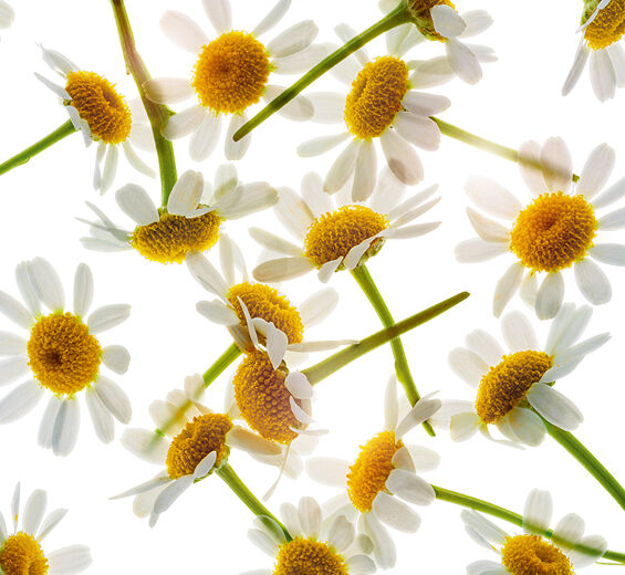 Römische Kamille-Extrakt aus Römischer Kamille-Anthemis nobilis flower extract