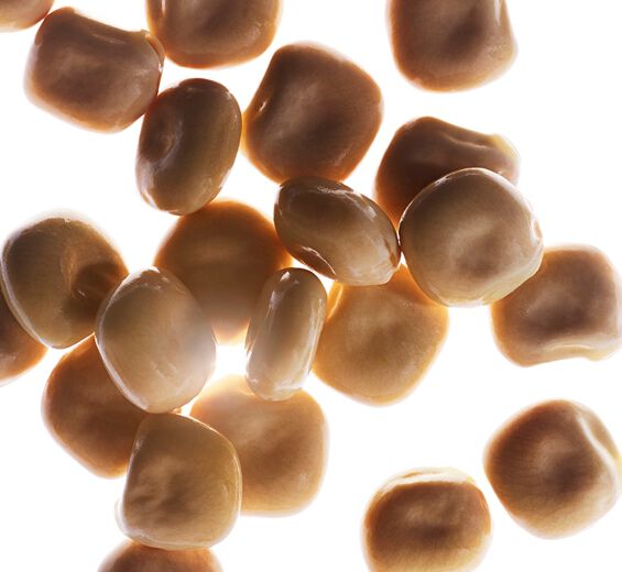 Weiße Lupine-Biologischer Extrakt aus Weißer Lupine-Hydrolyzed lupine protein