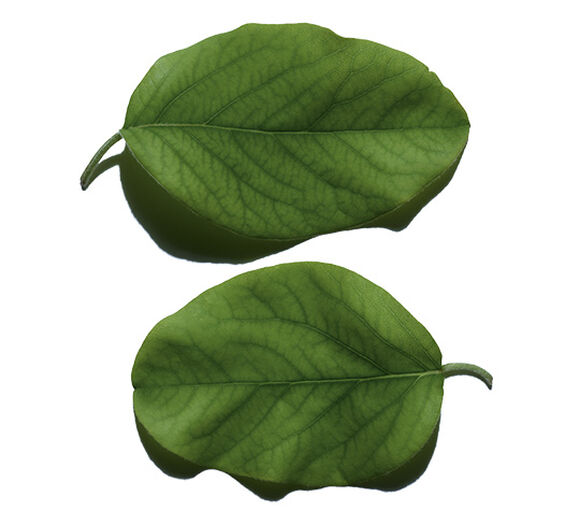 Quittenbaum-undefined-Cydonia oblonga leaf extract