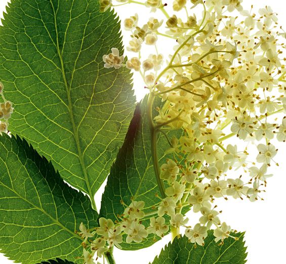 Holunder-Biologischer Holunder-Extrakt-Sambucus nigra flower extract