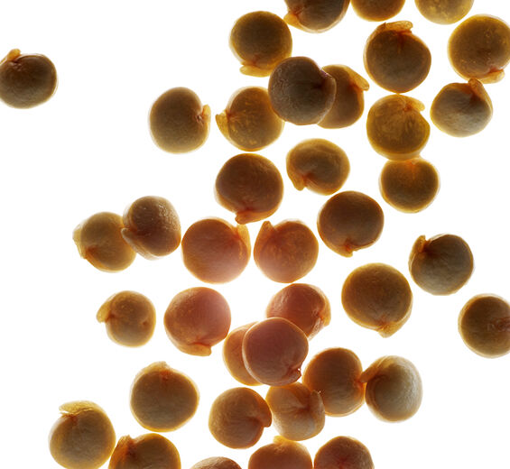 Quinoa-Biologischer Quinoa-Extrakt-Chenopodium quinoa seed extract