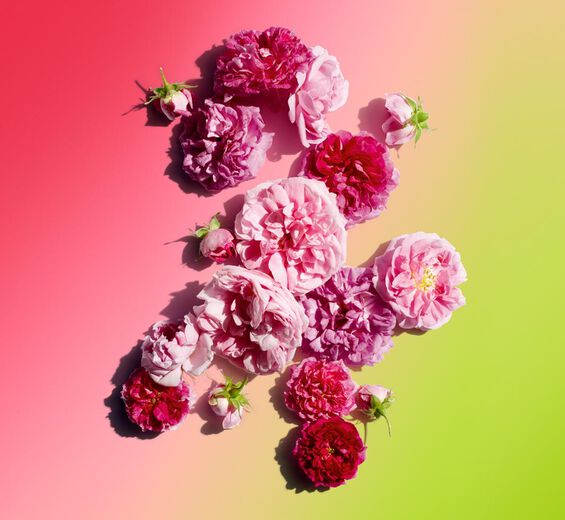 Damaszener-Rose-Rosenwachs-Rosa damascena flower wax