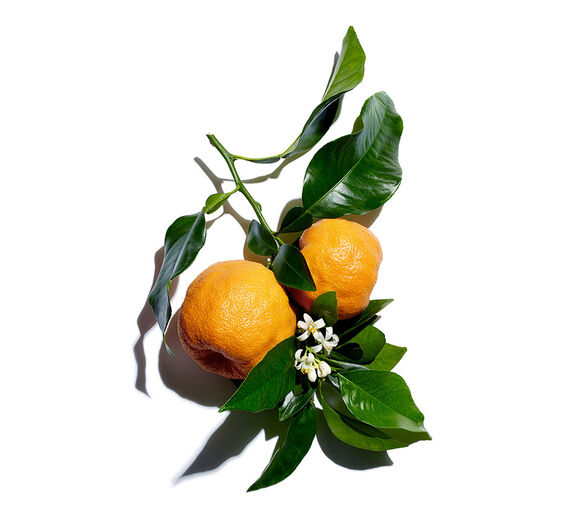 Bitterorangenbaum-Biologisches Blütenwasser der Bitterorange-Citrus aurantium amara (bitter orange) flower water