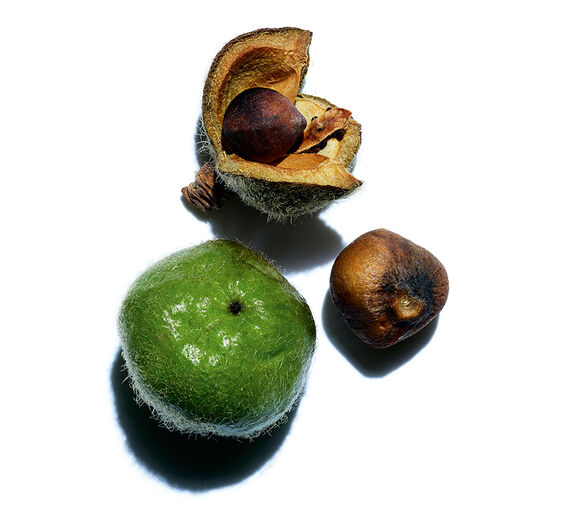 Kamelie-Biologisches Kamelienöl-Camellia oleifera seed oil