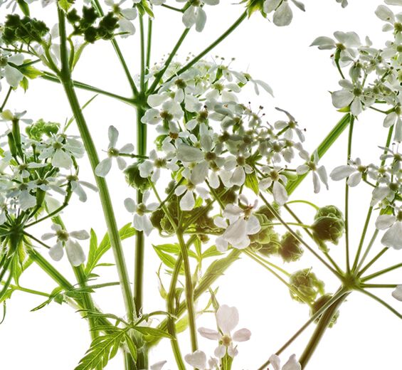 Wiesenkerbel-Biologischer Wiesenkerbel-Extrakt-Anthriscus sylvestris extract