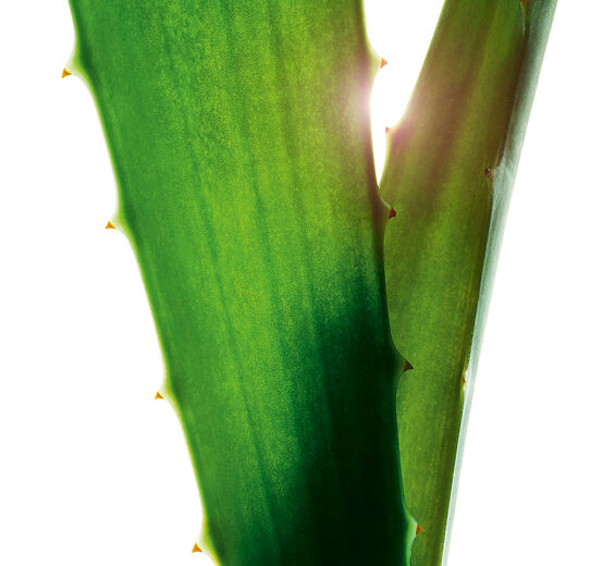 Aloe vera-Aloe vera-Extrakt-Aloe barbadensis leaf juice,aloe barbadensis leaf juice powder