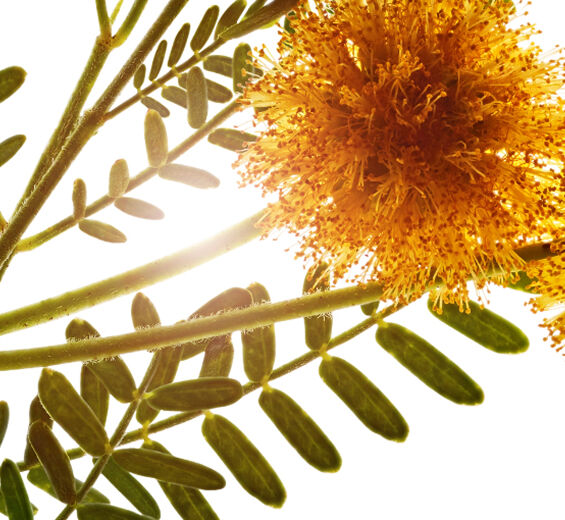Cassia-Blütenwachs der Cassia-Acacia farnesiana flower wax