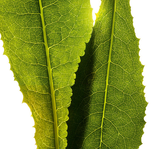 Zichorie-Zichorie-Extrakt-Cichorium intybus (chicory) leaf extract