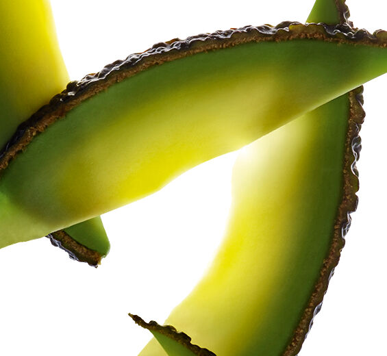 Avocado-Unverseifbare Bestandteile der Avocado-Persea gratissima (avocado) oil unsaponifiables
