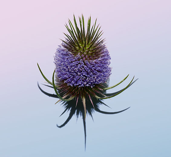 Karde-Kardenextrakt-Dipsacus sylvestris extract