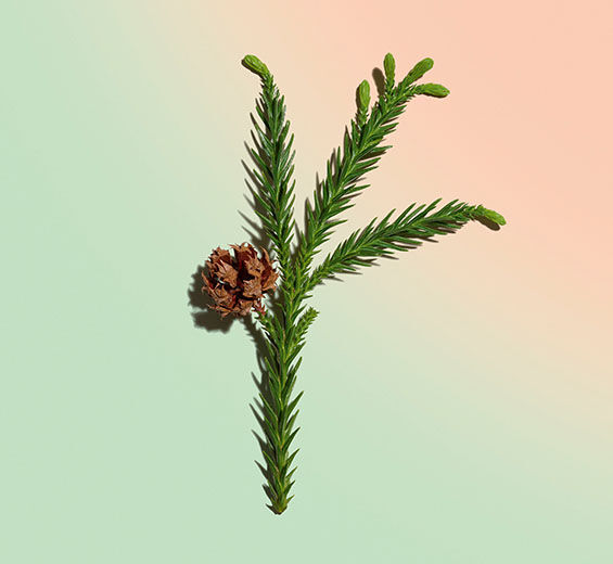 Sicheltanne-biologischer Extrakt der Sicheltanne-Cryptomeria japonica bud extract