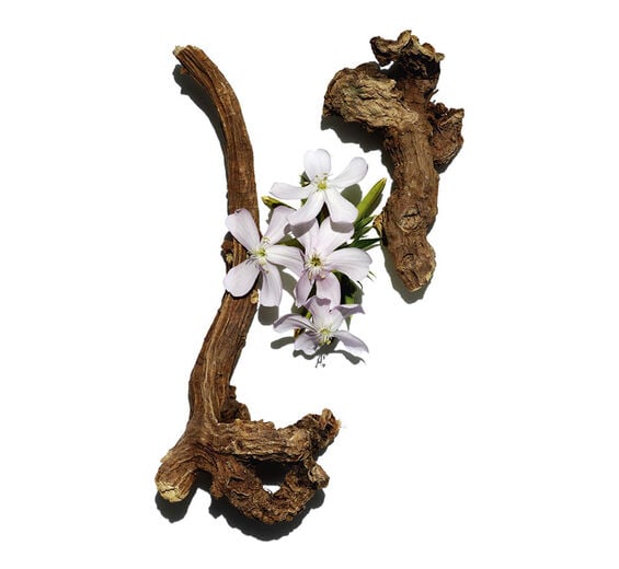 Seifenkraut-Biologischer Seifenkraut-Extrakt-Saponaria officinalis leaf extract