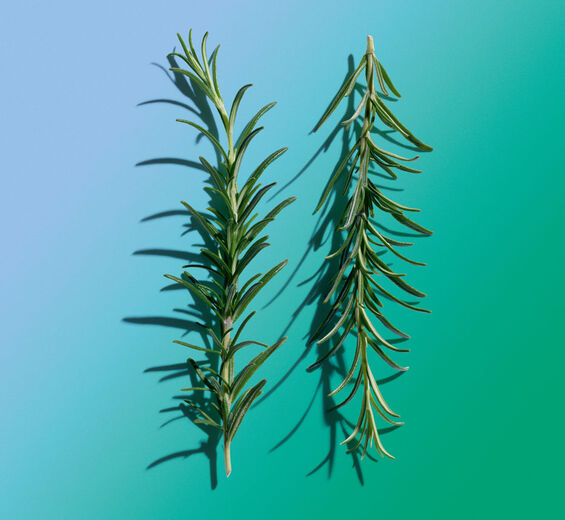 Rosmarin-Rosmarinextrakt-Rosmarinus officinalis (rosemary) leaf extract