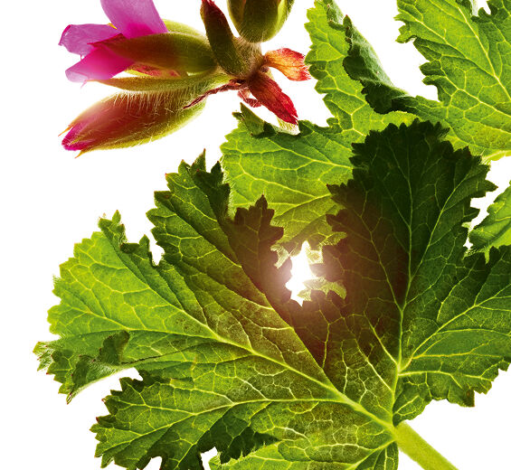 Duftgeranie-Ätherisches Öl der Duftgeranie-Pelargonium graveolens flower oil
