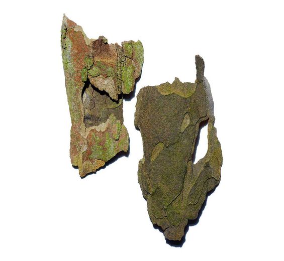Platane-Platanenextrakt-Platanus occidentalis bark extract