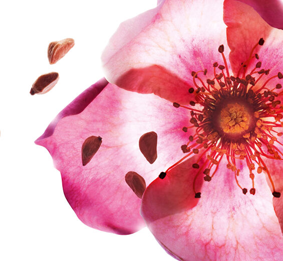 Weinrose-Biologisches Weinrosenöl-Rosa rubiginosa seed oil