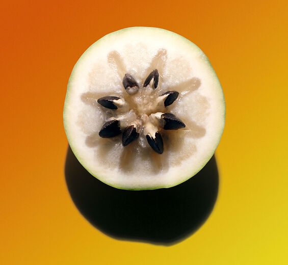 Sternapfelbaum-Vu sua-Extrakt-Chrysophyllum cainito fruit extract
