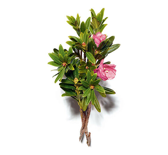Alpenrosen Extrakt-Rostblättrige-Extrakt-Rhododendron ferrugineum extract