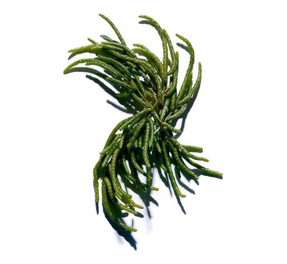 Queller-Biologischer Queller-Extrakt-Salicornia herbacea extract