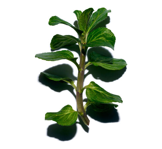 Wasserminze-Biologischer Wasserminze-Extrakt-Mentha aquatica leaf extract