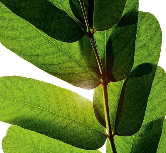 Sennespflanze-Sennespflanzen-Extrakt-Cassia alata leaf extract