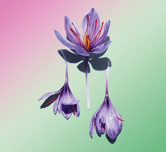 Safran-Polyphenole der Safranblüte (Pflanze aus biologischem Anbau)-Crocus sativus flower extract