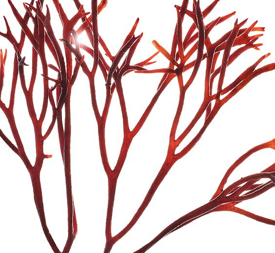 Gabeltang-Gabeltang-Extrakt-Furcellaria lumbricalis extract