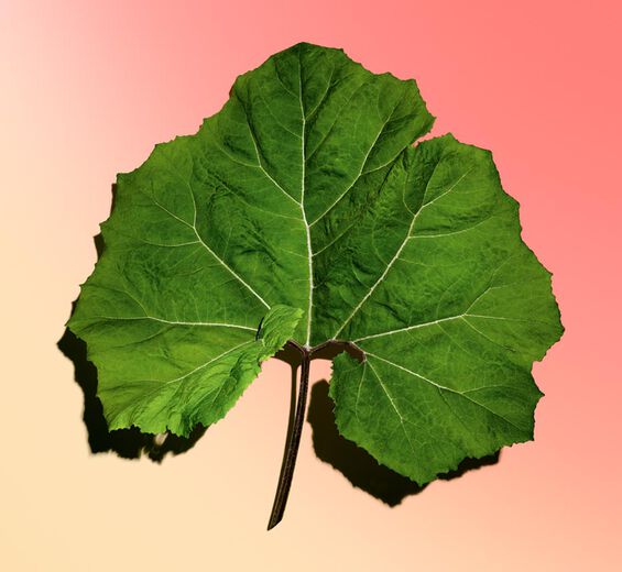 Petasites-Biologischer Extrakt von Petasites-Petasites hybridus leaf extract