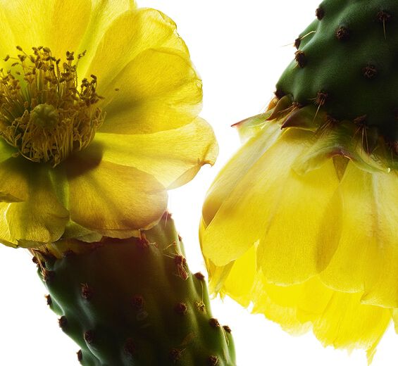 Feigenkaktus-Feigenkaktus-Extrakt-Hydrolyzed opuntia ficus-indica flower extract