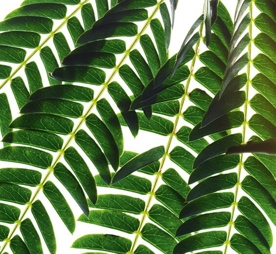 Seidenakazie-Seidenakazien-Extrakt-Albizia julibrissin bark extract