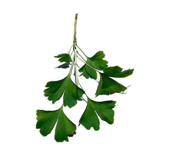 Ginkgo biloba-Ginkgo biloba-Extrakt-Ginkgo biloba leaf extract