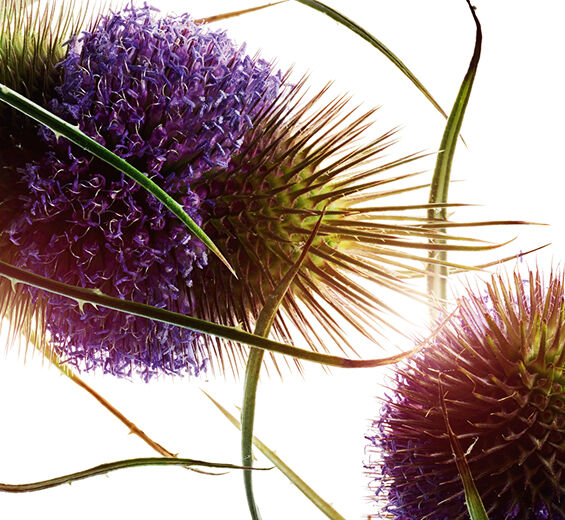 Karde-Kardenextrakt-Dipsacus sylvestris extract