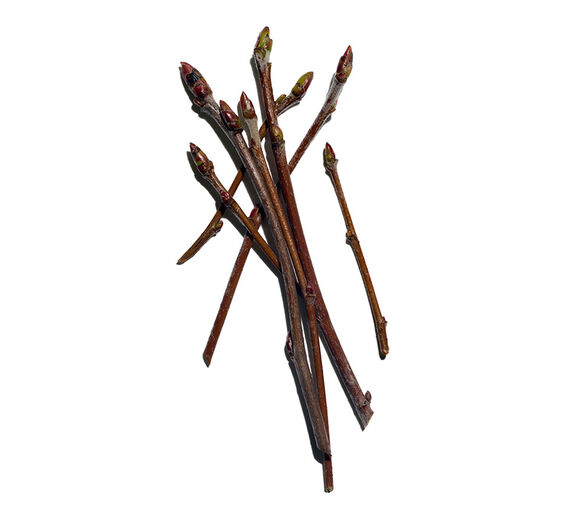Eberesche-Biologischer Ebereschen-Knospenextrakt-Pyrus sorbus bud extract