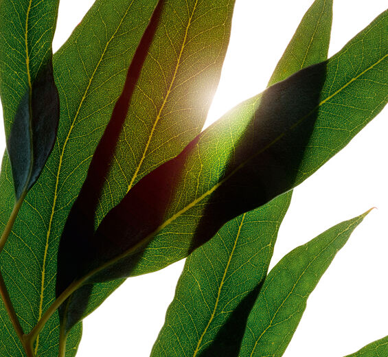 Eukalyptus-Biologisches, ähterisches Eykalyptusöl-Eucalyptus globulus leaf oil