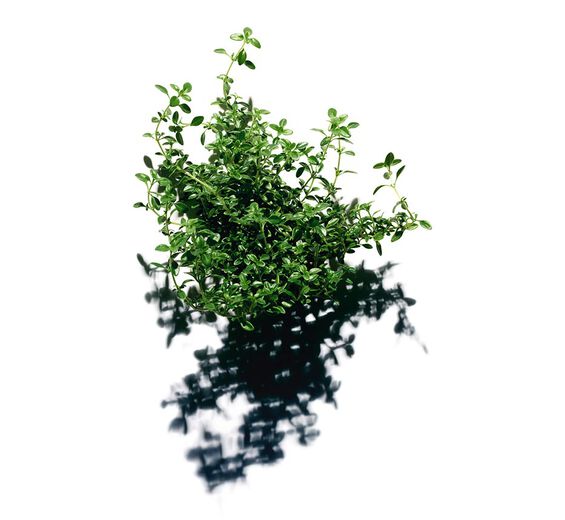 Zitronen-Thymian-Zitronen-Thymian-Extrakt (Pflanze aus biologischem Anbau)-Thymus citriodorus flower/leaf extract