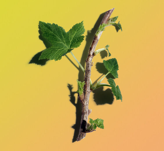 Schwarze Johannisbeere-Biologischer Knospenextrakt der Schwarzen Johannisbeere-Ribes nigrum (black currant) bud extract