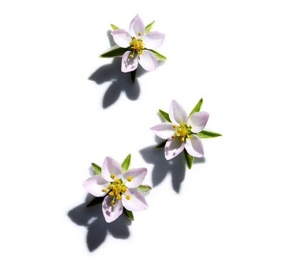 Schuppenmiere-Schuppenmiere-Extrakt-Spergularia rubra extract