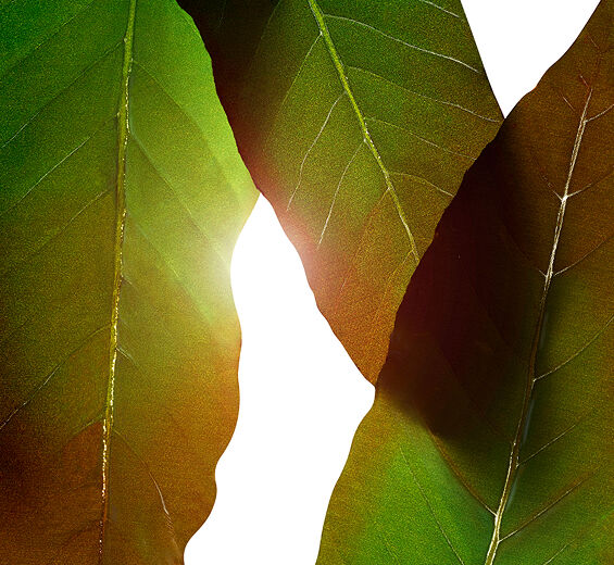 Huang qi-Huang qi-Extrakt-Engelhardtia chrysolepis leaf extract