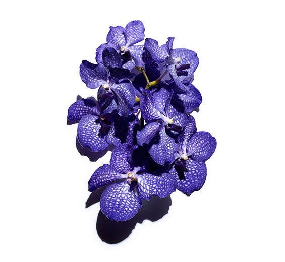 Blaue Orchidee-Extrakt aus Blauer Orchidee-Orchid extract,vanda coerulea extract