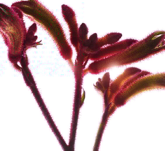 Känguru-Blume-biologischer Känguru-Blumen-Extrakt-Anigozanthos flavidus extract