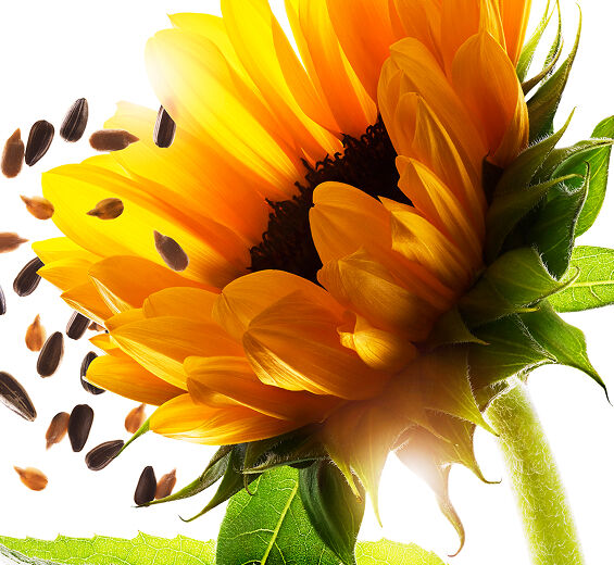 Sonnenblume-Sonnenblumenextrakt-Helianthus annuus (sunflower) seed extract