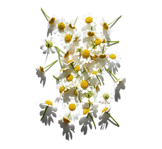Römische Kamille-Extrakt aus Römischer Kamille-Anthemis nobilis flower extract