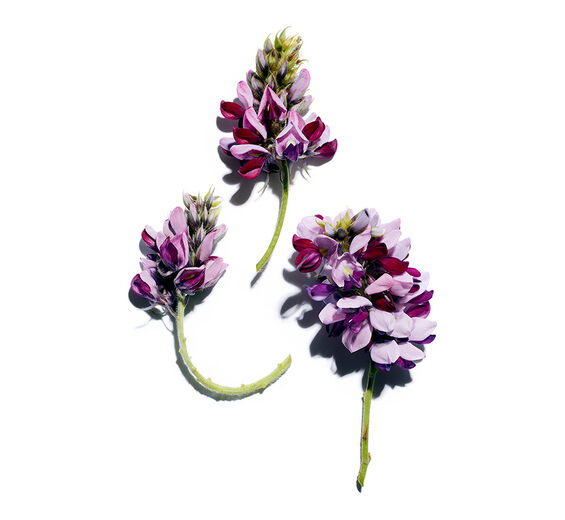 Pueraria lobata-Pueraria lobata-Extrakt-Pueraria lobata root extract
