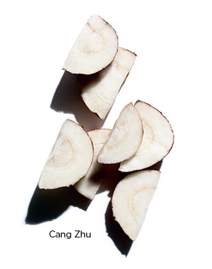 cang zhu