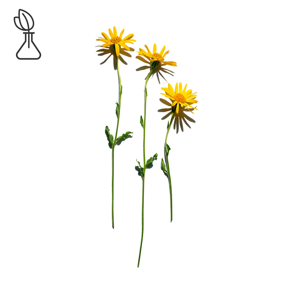 Arnika-Arnika-Extrakt-Arnica montana flower extract