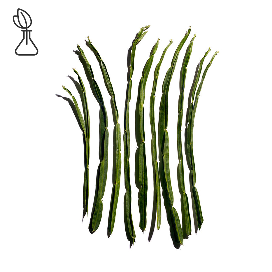 Baccharis-Baccharis-Extrakt-Baccharis genistelloides extract