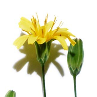 Rainkohl