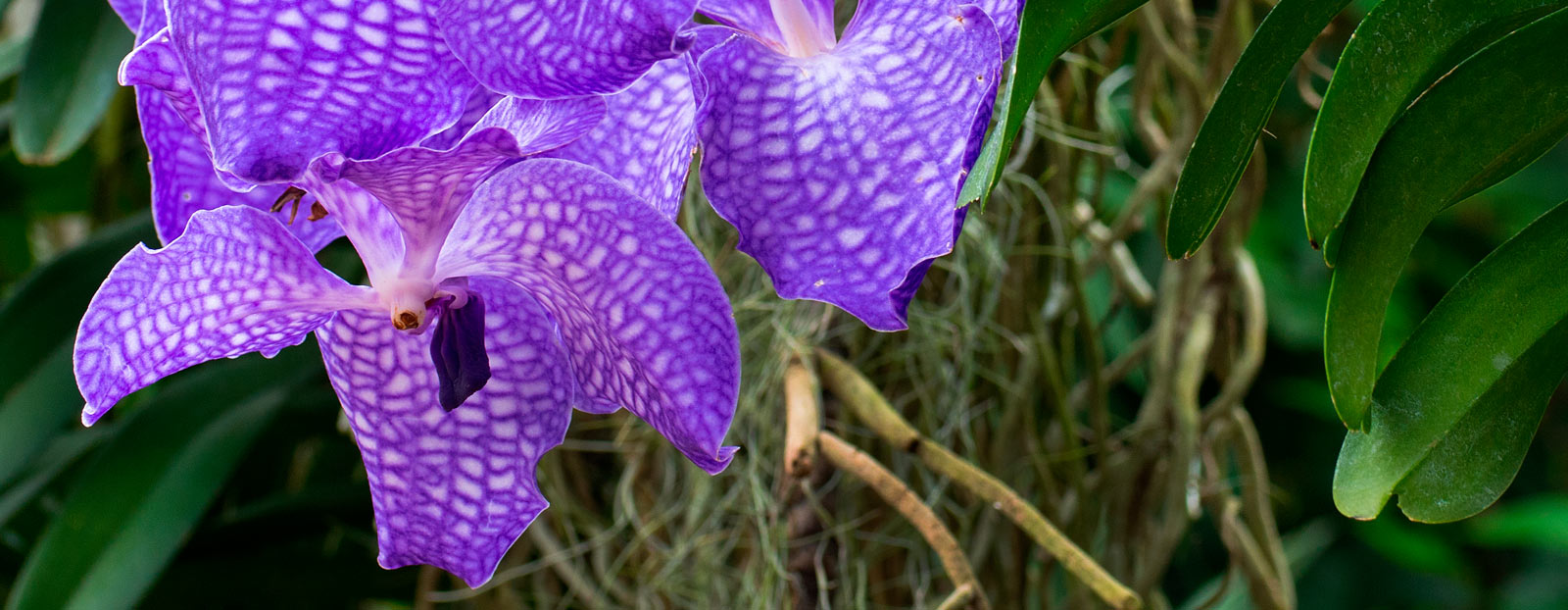 Blaue Orchidee